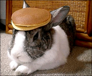 [Image: rabbit_pancake.gif]